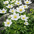 Анемона лесная