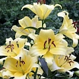 Лилия Conca D'or
