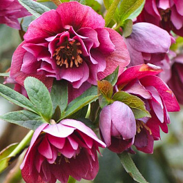 Морозник восточный Дабл Элен Ред