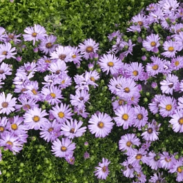 Астра кустарниковая Marjorie