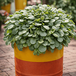 Живучка ползучая Princess Elsa