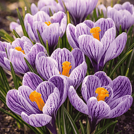 Крокус крупноцветковый Pickwick