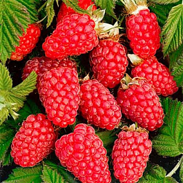 Малина ремонтантная Похвалинка Малина ремонтантная Похвалинка