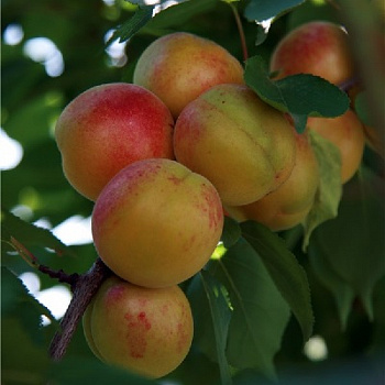 Абрикос обыкновенный Новоспасский