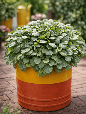 Живучка ползучая Princess Elsa