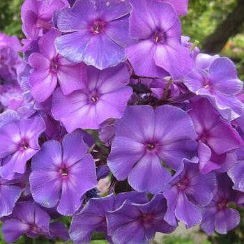 Флокс метельчатый Андрэ