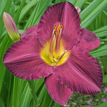 Лилейник гибридный Джордан