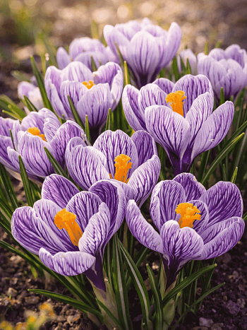 Крокус крупноцветковый Pickwick