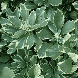 Пахизандра верхушечная Variegata