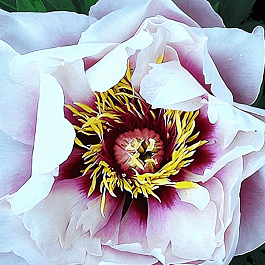 Пион ИТО  Ballerena de Saval