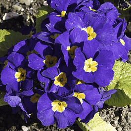 Примула Юлии Wanda Blue Shades