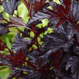 Пузыреплодник калинолистный All Black