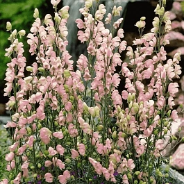 Аконит клобучковый Rubellum