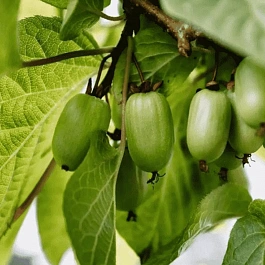 Актинидия коломикта Память Учителя