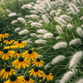 Пеннисетум лисохвостный Cassian