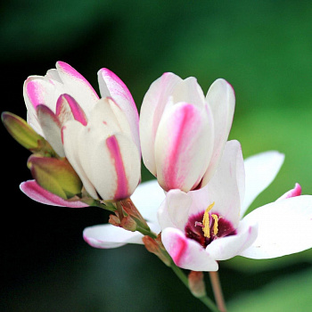 Иксия гибридная Спотлайт