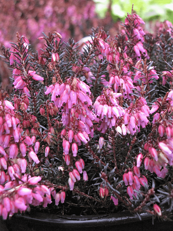 Эрика дарленская Wintersonne