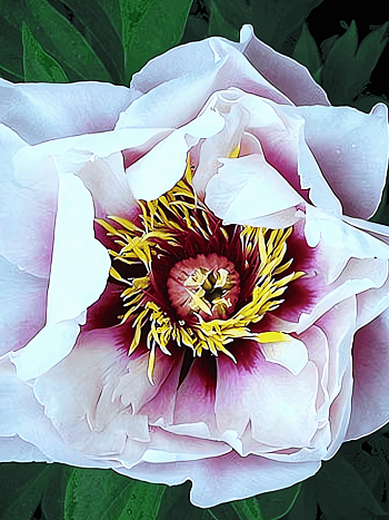 Пион ИТО  Ballerena de Saval