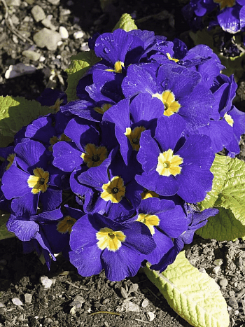 Примула Юлии Wanda Blue Shades