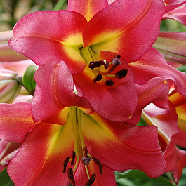 Лилия ОТ-гибрид Сатисфекшн