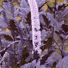 Клопогон ветвистый Pink Spike