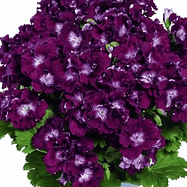 Пеларгония королевская Melua Burgundy