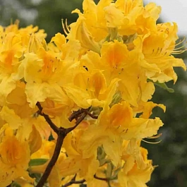 Азалия Marabella