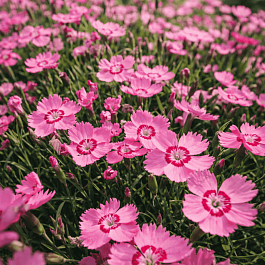 Гвоздика садовая Collection Pink Twinkle