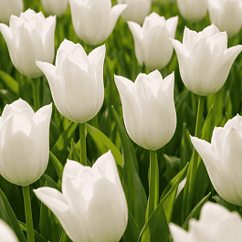 Тюльпан Ballade White