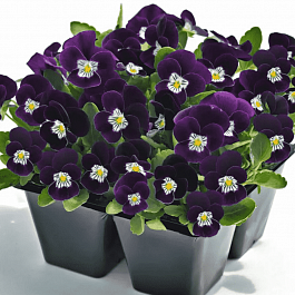 Виола рогатая  Admire Purple White Face