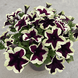 Петуния (сурфиния) Go! Tunia  Cosmic French Kiss