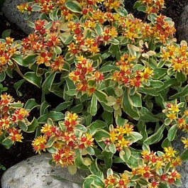 Очиток (Седум) камчатский Variegata