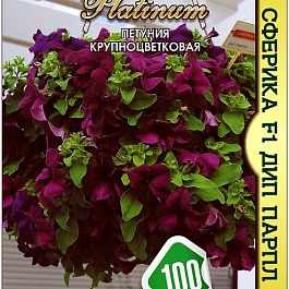 Петуния Sferika F1 deep purple