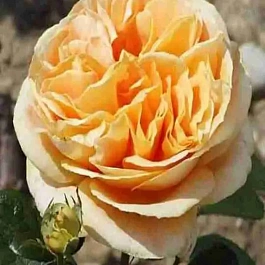 Роза Чайно-гибридная Candlelight