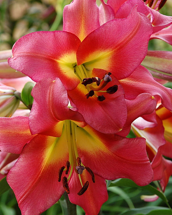 Лилия ОТ-гибрид Сатисфекшн