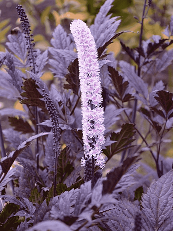 Клопогон ветвистый Pink Spike