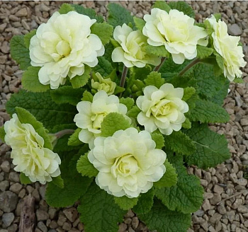 Примула обыкновенная Джэк Лэд