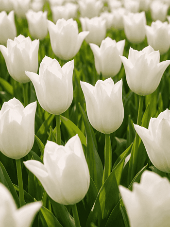 Тюльпан Ballade White