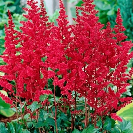 Астильба Арендса Red Tone