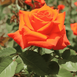 Роза чайно-гибридная Monica