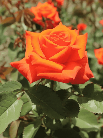 Роза чайно-гибридная Monica