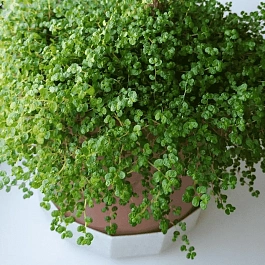 Мюленбекия спутанная Minero