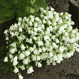 Колокольчик ложечницелистный Jingle White