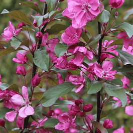 Яблоня декоративная Eleyi