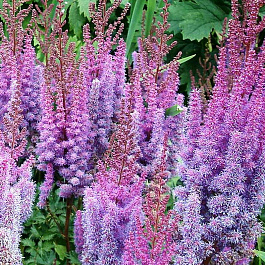 Астильба китайская Суперба