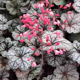 Гейхера Glitter