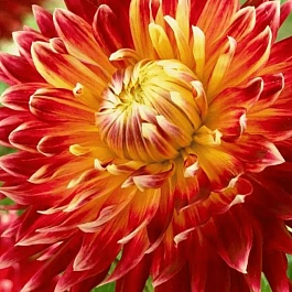 Георгина Akita