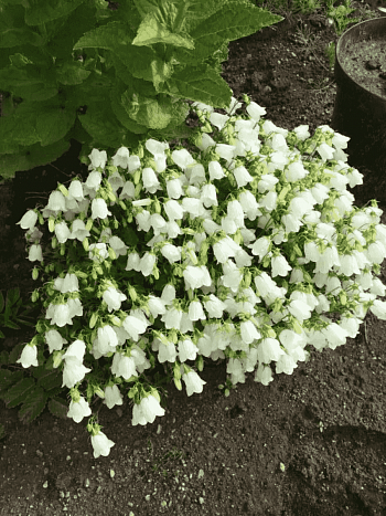 Колокольчик ложечницелистный Jingle White