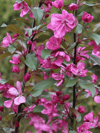 Яблоня декоративная Eleyi