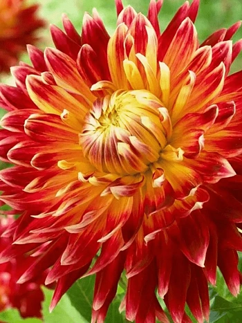 Георгина Akita